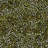 Photo High Resolution Seamless Moss Texture 0001